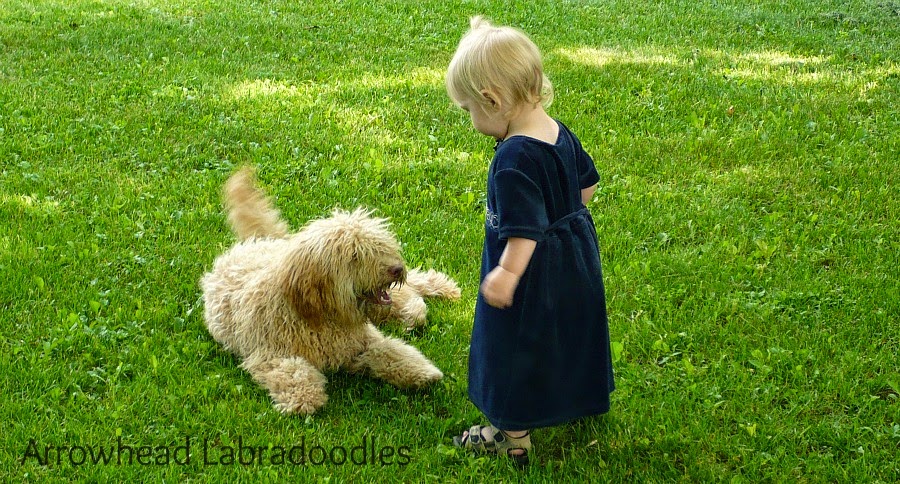 Arrowhead Labradoodles and Cobberdogs | 5121 Line 89, Gowanstown, ON N0G 1Y0, Canada | Phone: (519) 292-9284