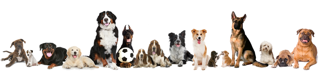 Sector Woof Canine Fitness & Wellness | 695 Bishop St N, Cambridge, ON N3H 2K8, Canada | Phone: (519) 830-3101