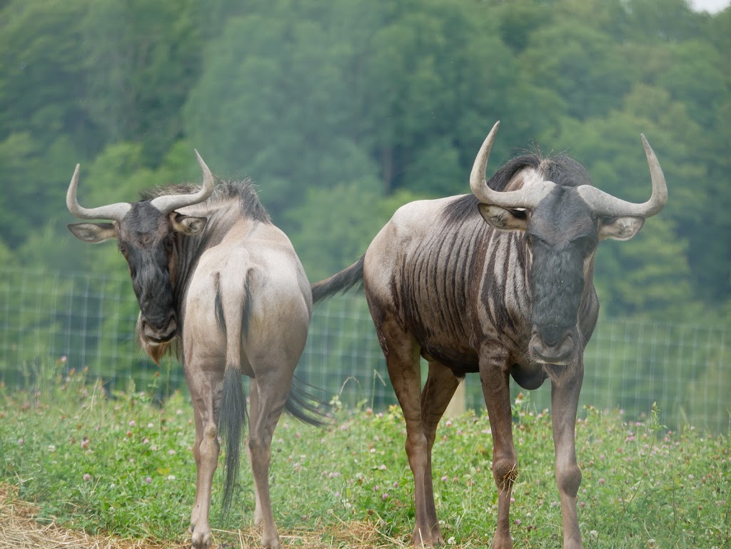 Ranch Dupont | 3590 Rang Saint Michel, Shawinigan-Sud, QC G9N 6T5, Canada | Phone: (819) 534-3717