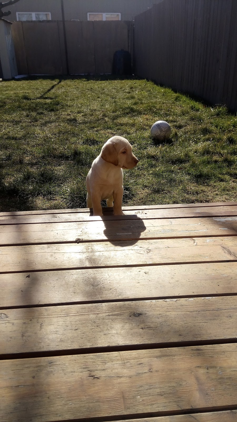 Green Acres Kennels | 5784 Lambton Line, Florence, ON N0P 1R0, Canada | Phone: (519) 692-4029