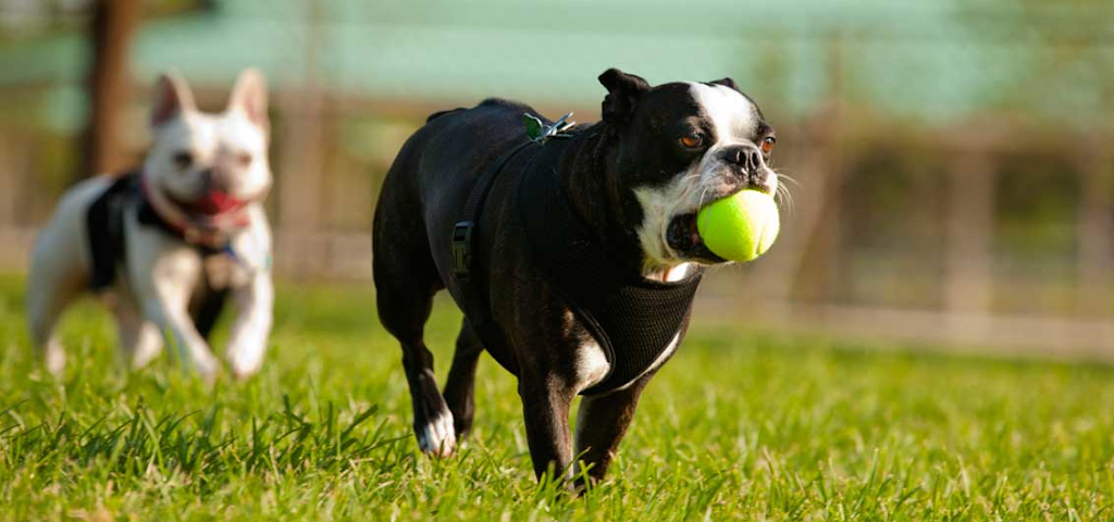 Dog Pad & Paddle Resort | 6346 ON-37, Tweed, ON K0K 3J0, Canada | Phone: (613) 478-3966