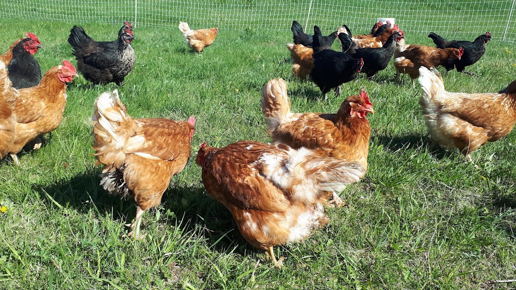 Sweet Earth Farm | 331 Spiddle Hill Rd, Tatamagouche, NS B0K 1V0, Canada | Phone: (902) 657-2308