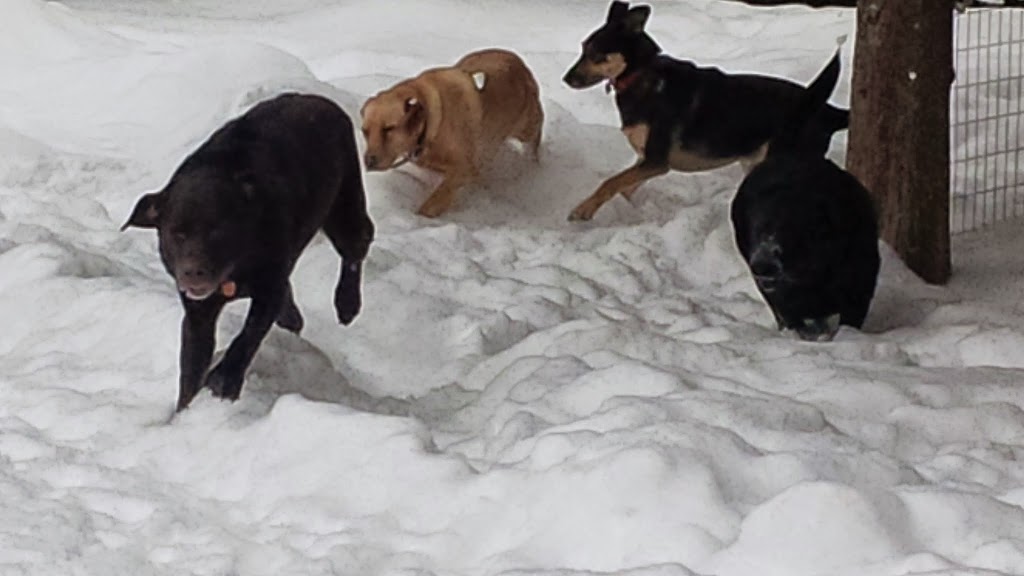 Dog Pad & Paddle Resort | 6346 ON-37, Tweed, ON K0K 3J0, Canada | Phone: (613) 478-3966