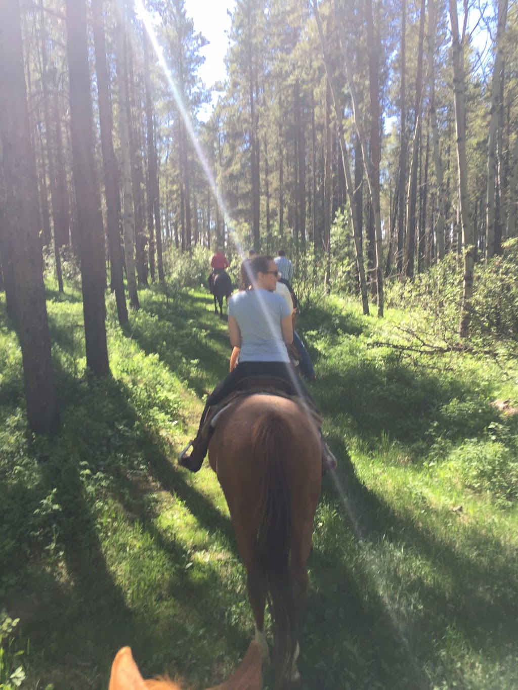 Homeplace Ranch | Foothills No. 31, AB T0L 1W0, Canada | Phone: (403) 969-4444