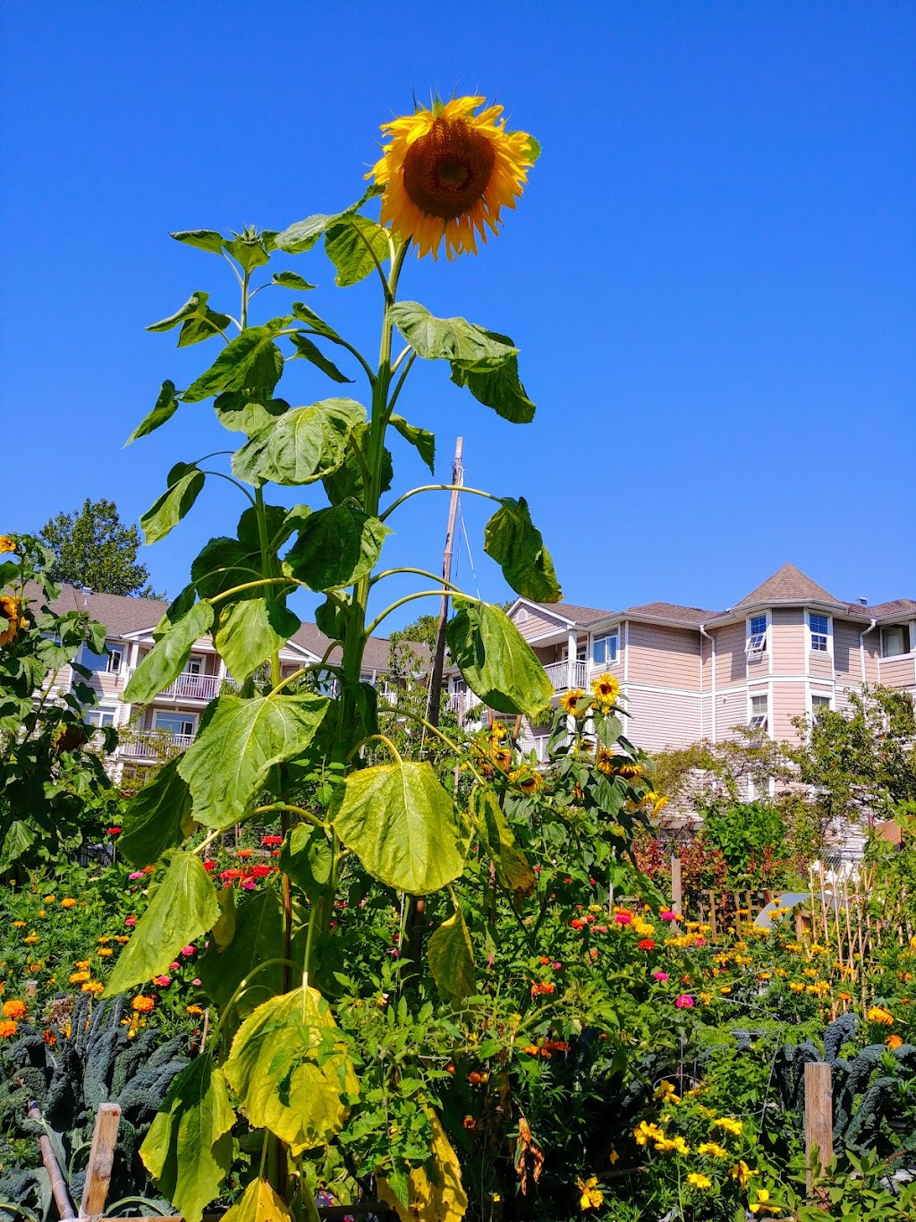 Strathcona Community Garden | 759 Malkin Ave, Vancouver, BC V6A 3Z9, Canada | Phone: (604) 677-5634