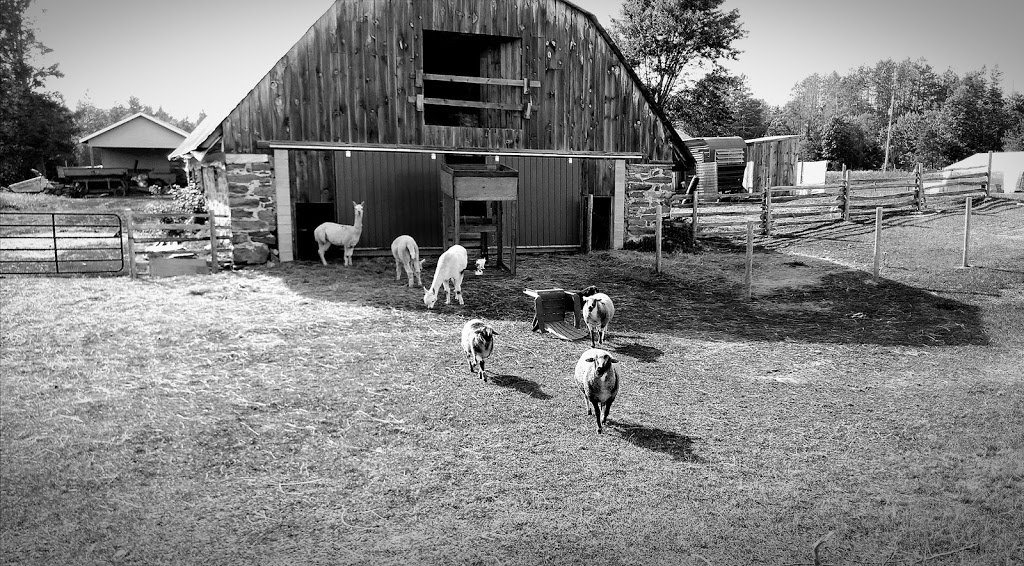 Barkway Farms | 1043 Hopkins Rd, Gravenhurst, ON P1P 1R3, Canada | Phone: (705) 606-2214