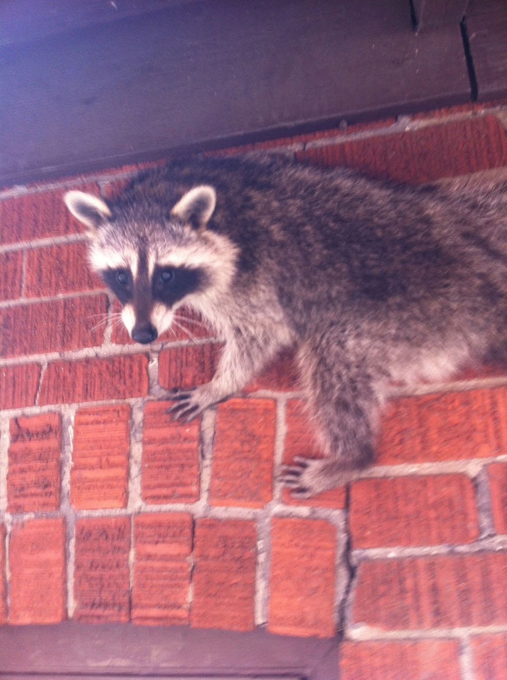 Gotcha Wildlife Removal Services | 1434 Seabring Street, Oshawa, ON L1J 8K5, Canada | Phone: (647) 461-7632