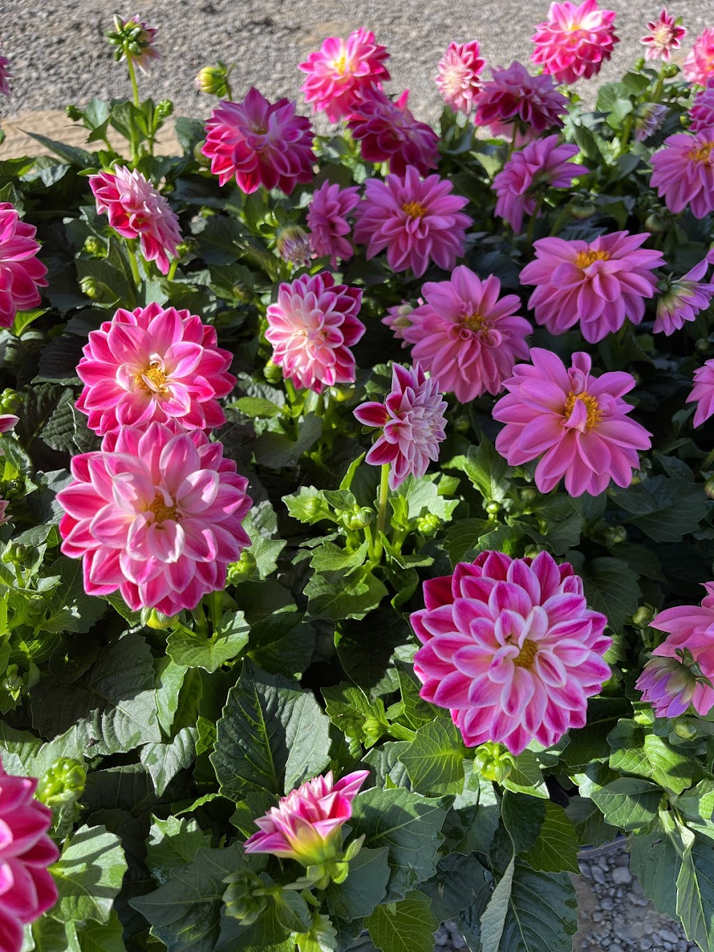 La Belle’s Garden Centre | 6th Concession Rd, Pickering, ON L1X 0J6, Canada | Phone: (905) 391-0912