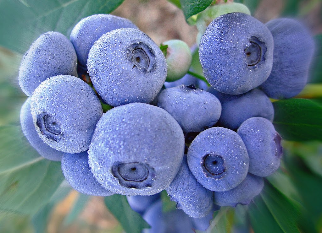 Bleuetière Harmonie-Nature | 115 Chem. Lay, Melbourne, QC J0B 2B0, Canada | Phone: (819) 826-1638