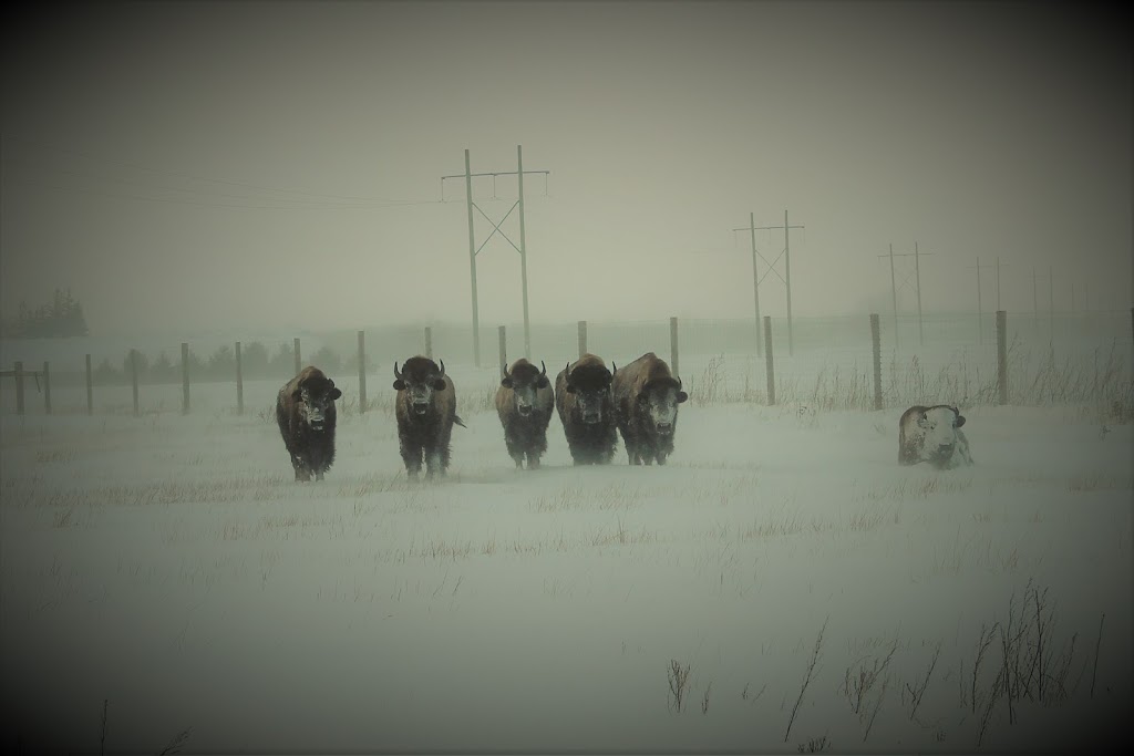 Northwind Bison | 8591 Concession Rd 8, Moorefield, ON N0G 2K0, Canada | Phone: (519) 496-1619