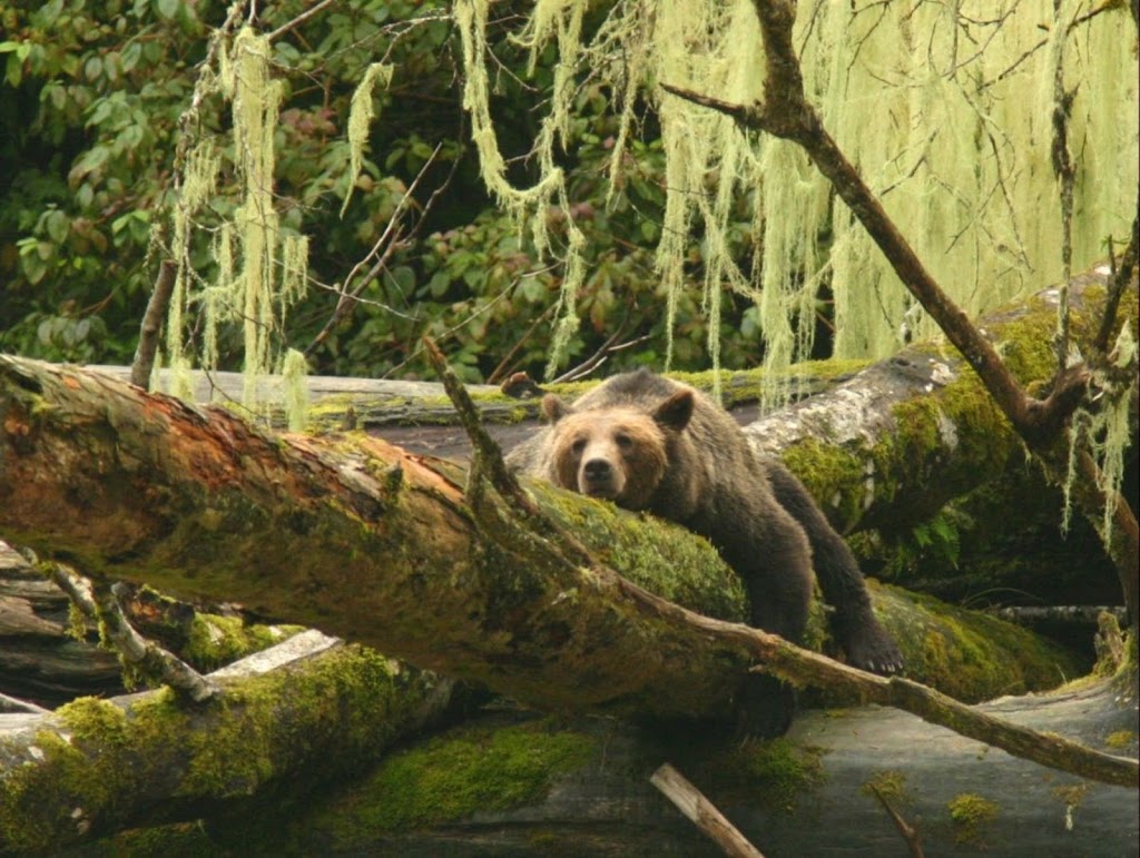 Knight Inlet Lodge | 8574 Reinhold Rd #4, Black Creek, BC V9J 1B4, Canada | Phone: (250) 337-1953