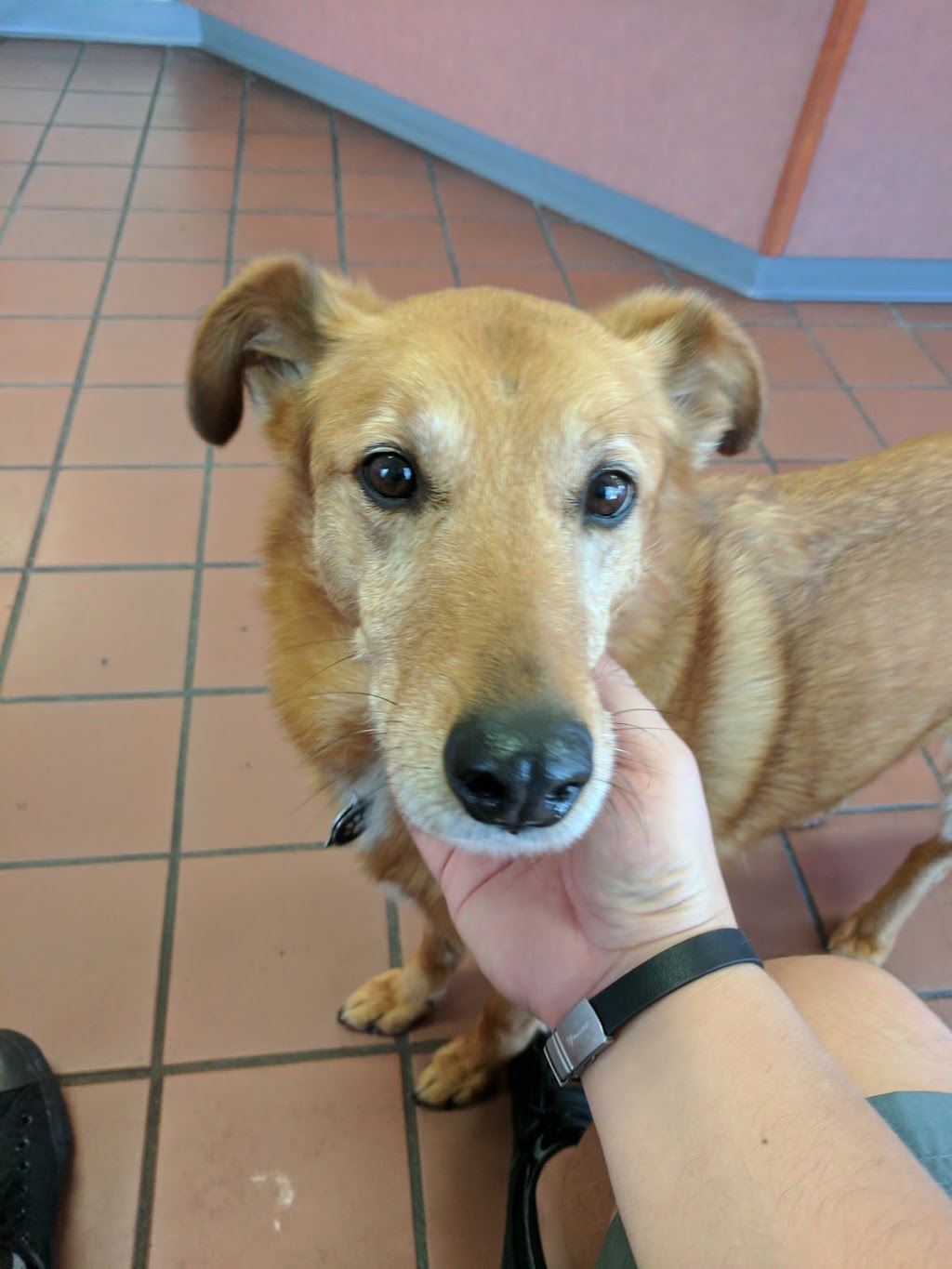 Maplewood Animal Hospital | 2869 W Maplewood Ave, Bellingham, WA 98225, USA | Phone: (360) 715-1430