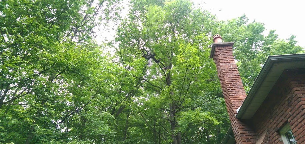 Tobys Tree Service | 81 McVeigh Dr, Barrie, ON L4N 7E4, Canada | Phone: (705) 791-6052