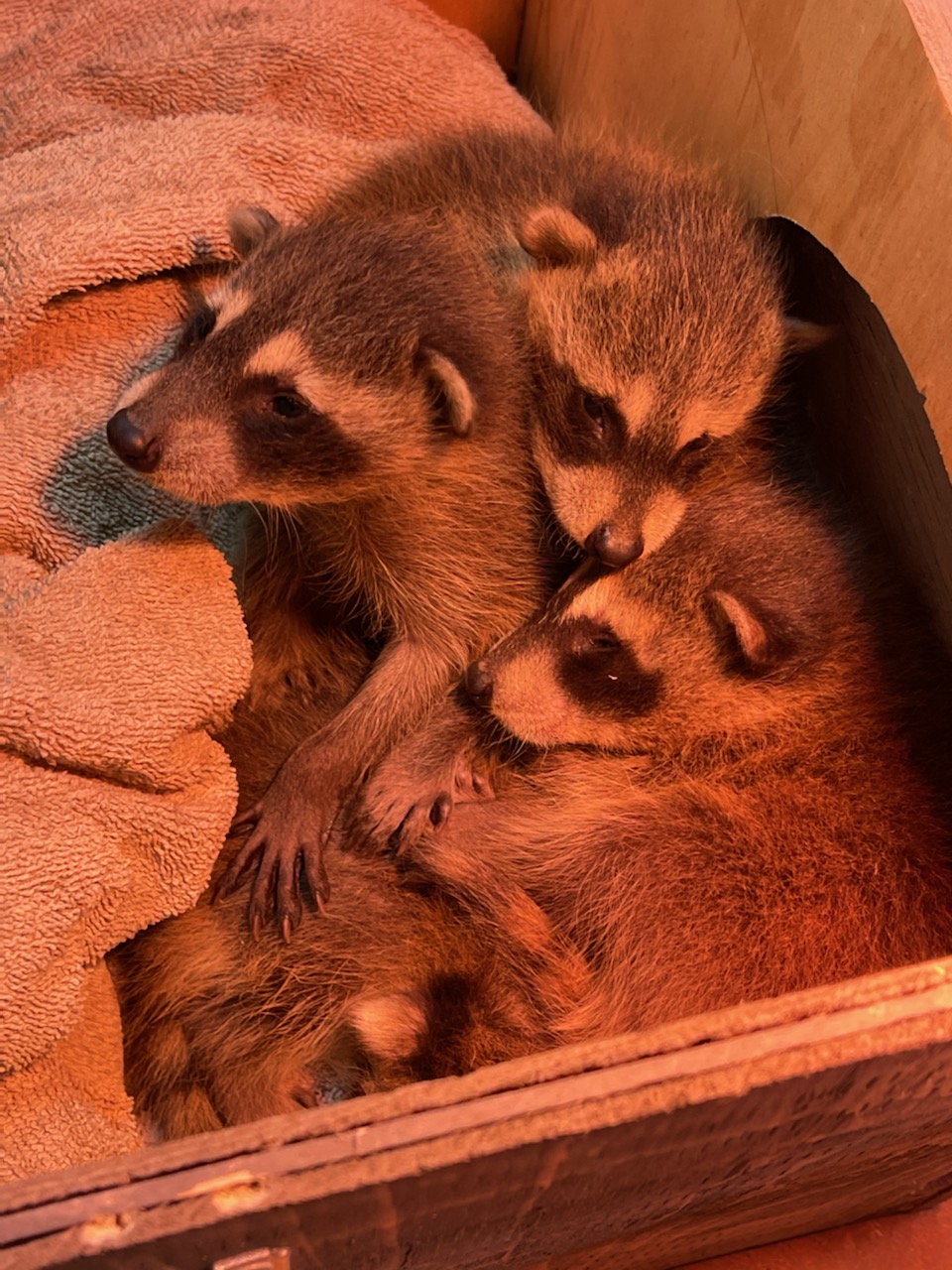 Bad Company Wildlife Eviction - Burlington | 1225 Centre Rd, Hamilton, ON L8N 2Z7, Canada | Phone: (855) 937-0418