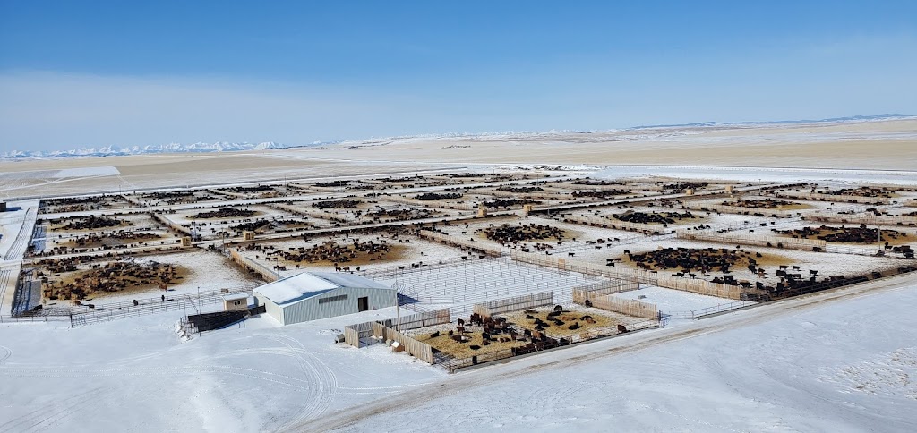 Thompson Colony Feedlot | Willow Creek No. 26, AB T0K 2R0, Canada | Phone: (403) 359-3447