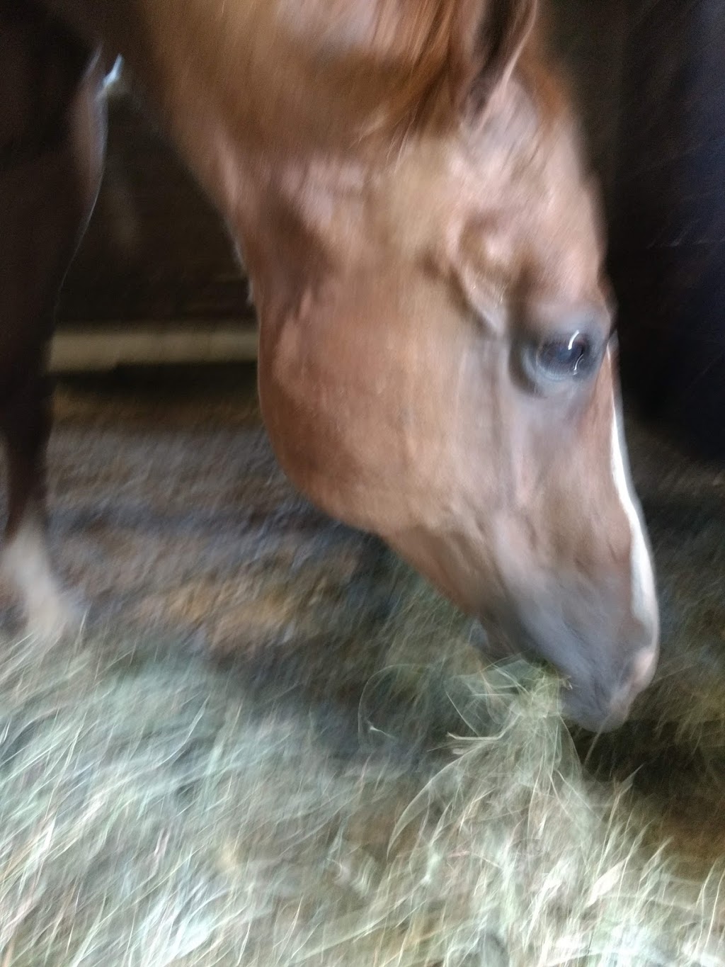 Mahogany Bay Stables | 1072 Concession 11 Townsend, Waterford, ON N0E 1Y0, Canada | Phone: (519) 410-1629