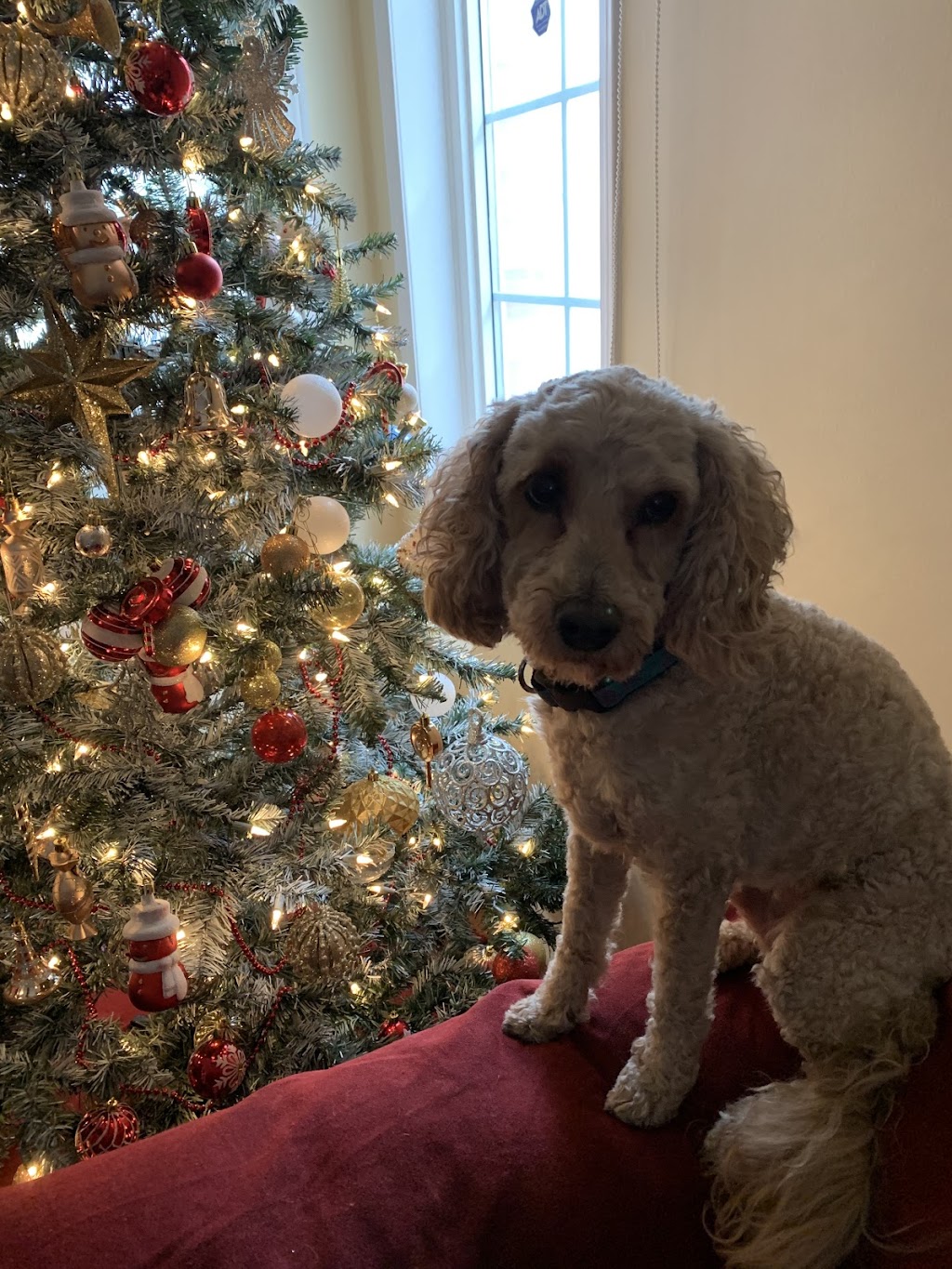 Healingangels pet Boarding and Doggy day care | Oatfield Rd, Brampton, ON L6R 1Y4, Canada | Phone: (647) 641-9593