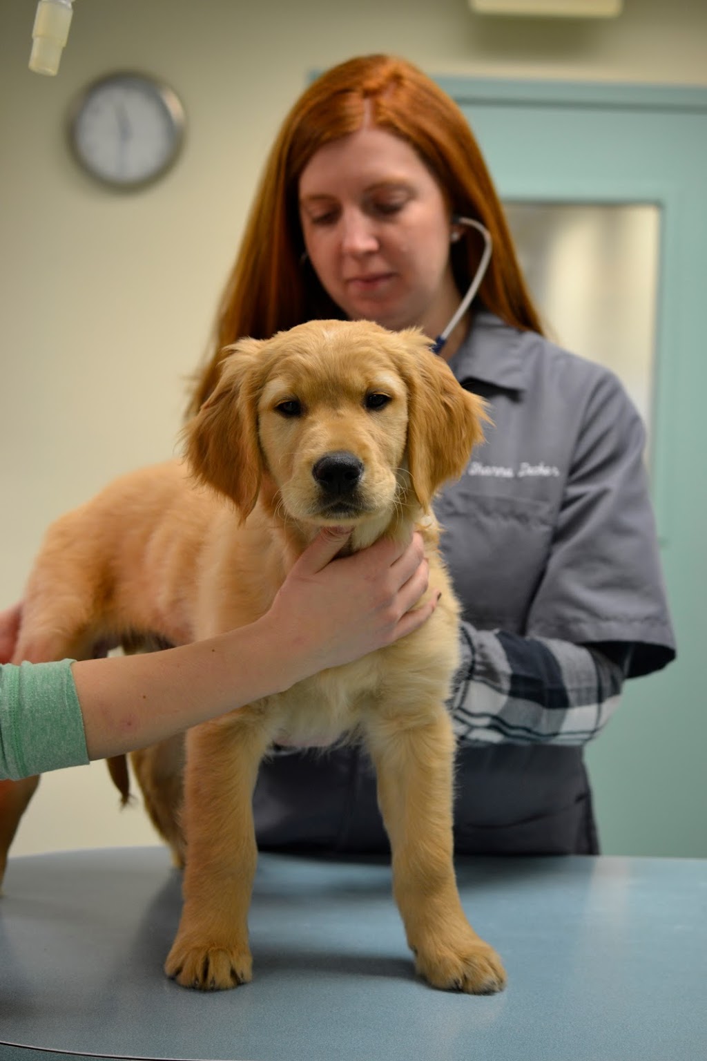 Killewald Small Animal Hospital | 3020 Niagara Falls Blvd, Amherst, NY 14228, USA | Phone: (716) 694-9191