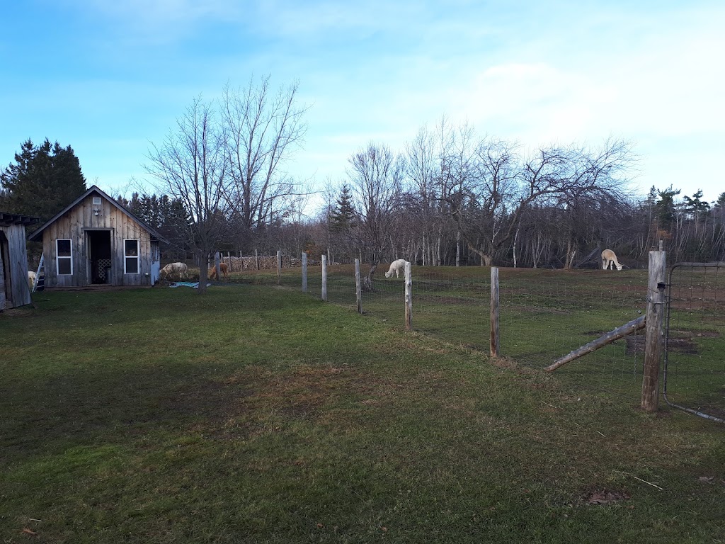 Petitmor Alpacas | 8245 NB-126, Harcourt, NB E4T 2Z8, Canada | Phone: (506) 785-4530
