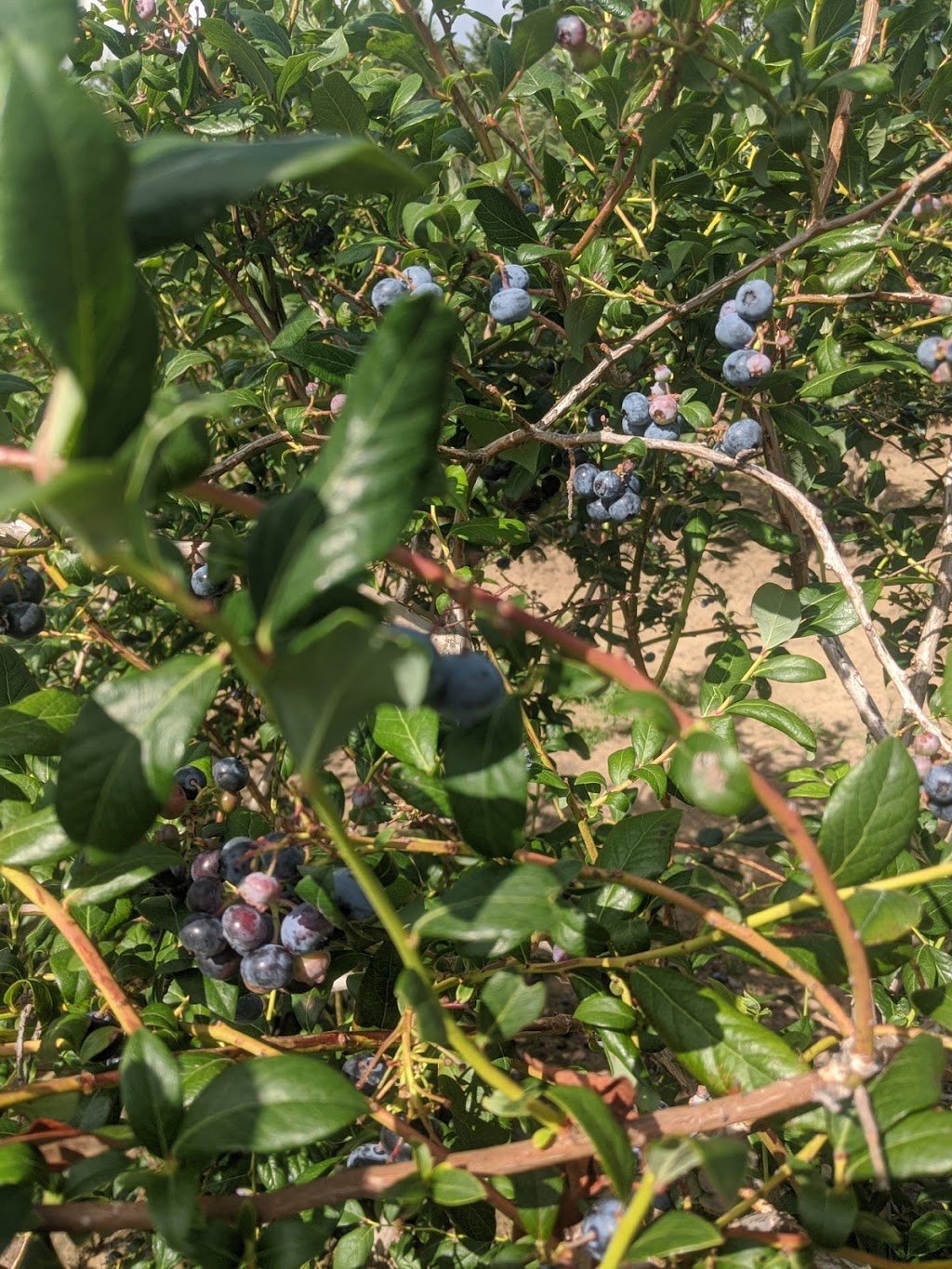 Falcon Blueberries | 1331 Charlotteville Rd 7, Simcoe, ON N3Y 4K5, Canada | Phone: (519) 426-7987