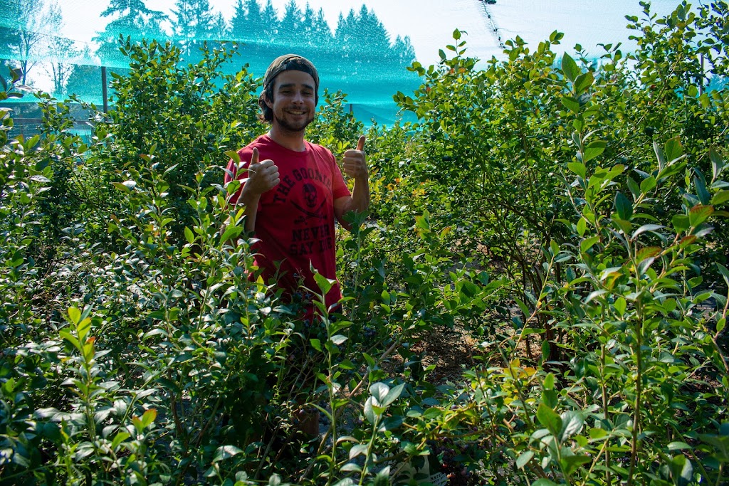 Blueberry Fields Forever (Duncan BC) | 5595 Jordans Ln, Duncan, BC V9L 6J1, Canada | Phone: (250) 715-0084