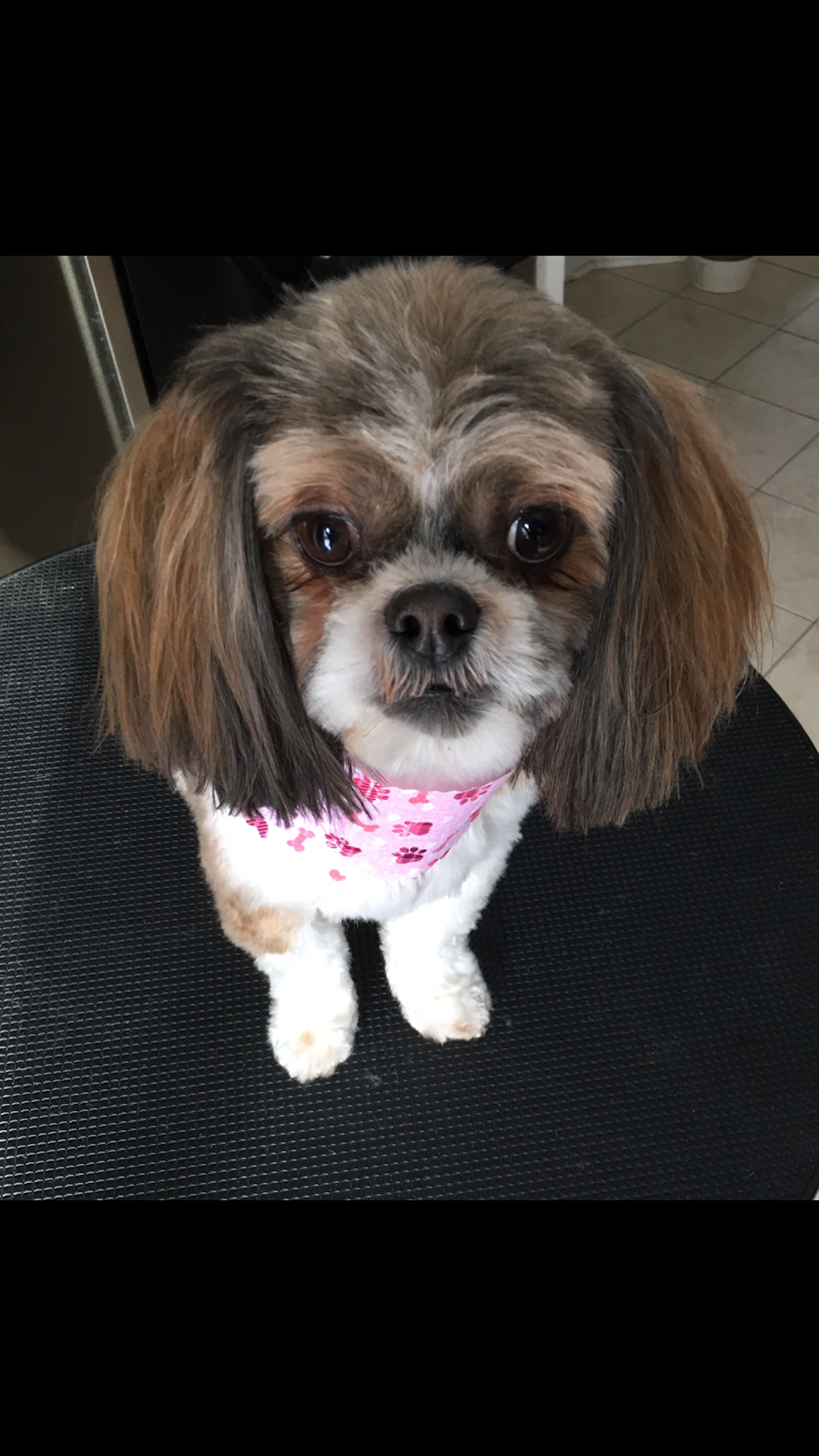 Wags Grooming Salon | 6 Beatrice Ln, Barrie, ON L4M 7H2, Canada | Phone: (613) 242-8100