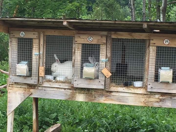 Ferme LIdéel | 1610 Rang Allaire, Sainte-Hélène-de-Chester, QC G0P 1H0, Canada | Phone: (819) 382-2773