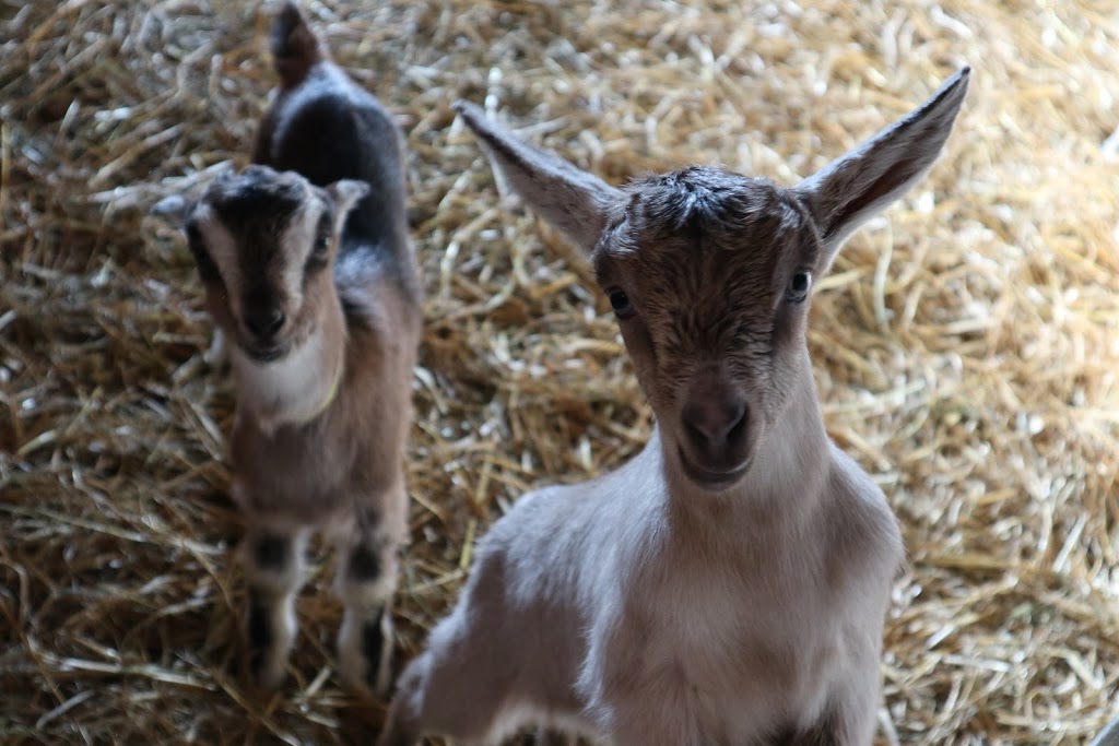 The Goat Farm Chocolate Factory inc | 8102 Wellington County Rd 109, Arthur, ON N0G 1A0, Canada | Phone: (519) 216-1156