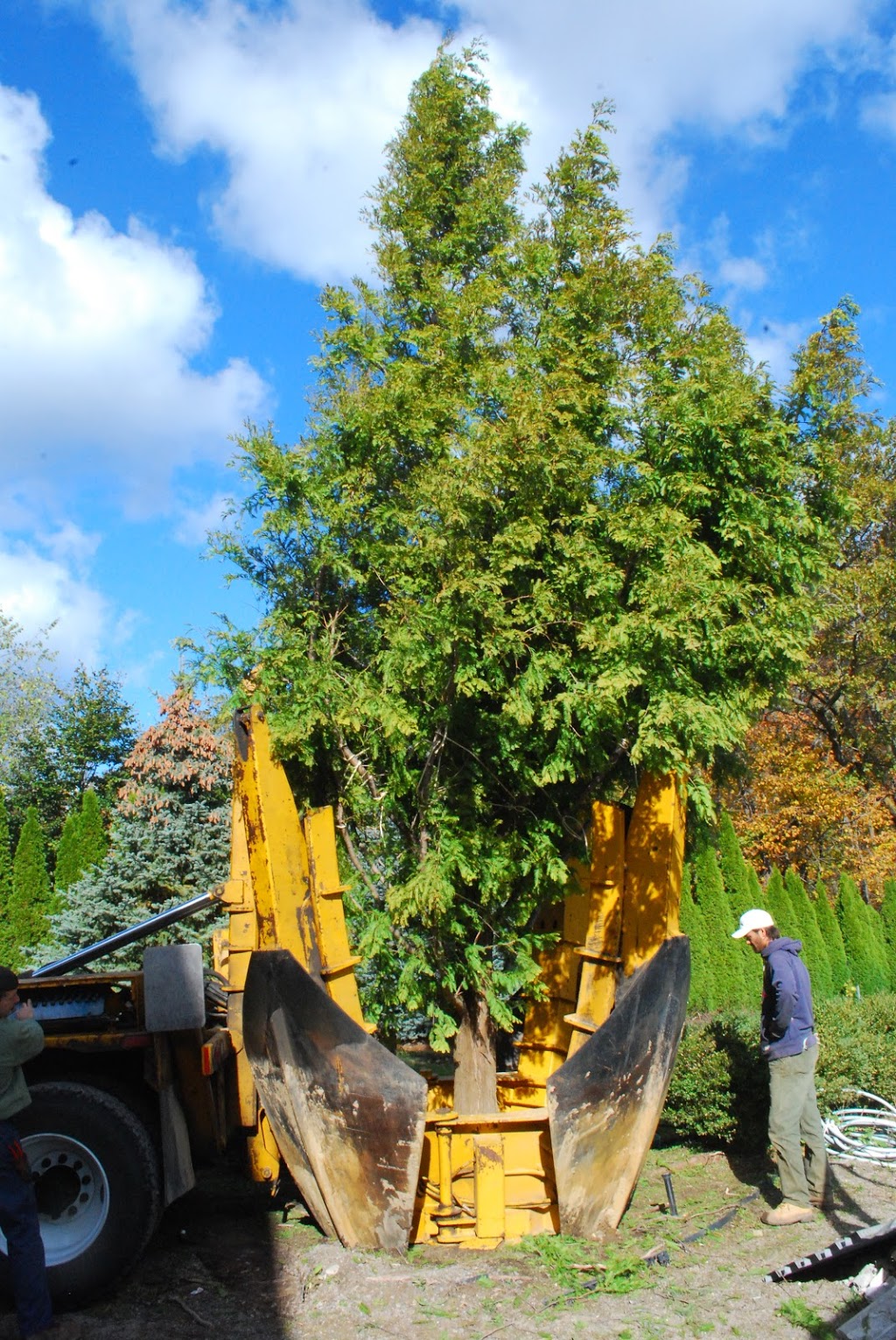 Cerelli Tree Farm | 8042 Appleby Line, Milton, ON L9T 2Y1, Canada | Phone: (905) 299-9677