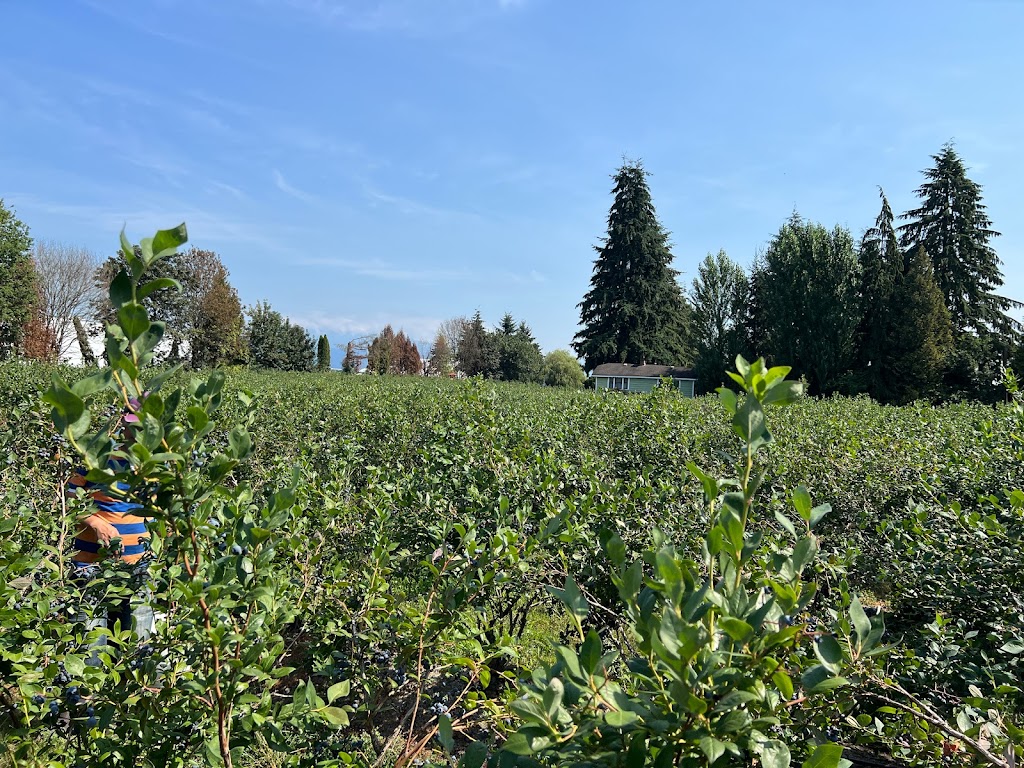 No name blueberries | 12476 Wooldridge Rd, Pitt Meadows, BC V3Y 1Z1, Canada | Phone: (236) 984-1928