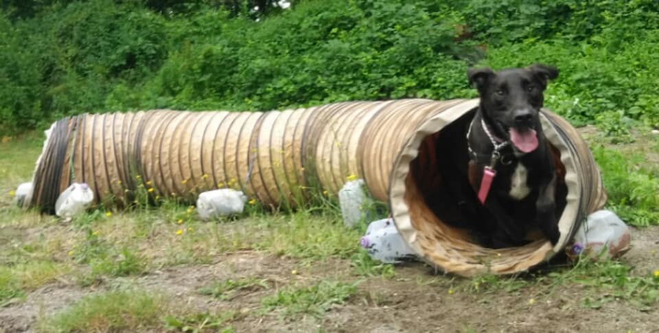 Happy Heeling Dog Daycare and Training | 1208 Bradner Rd, Abbotsford, BC V4X 1H8, Canada | Phone: (778) 779-1137