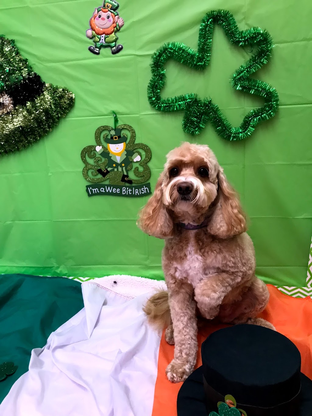 Ooh La La Pet Spaw | Mount Pearl Plaza, 7 Commonwealth Ave, Mount Pearl, NL A1N 1W3, Canada | Phone: (709) 758-7729