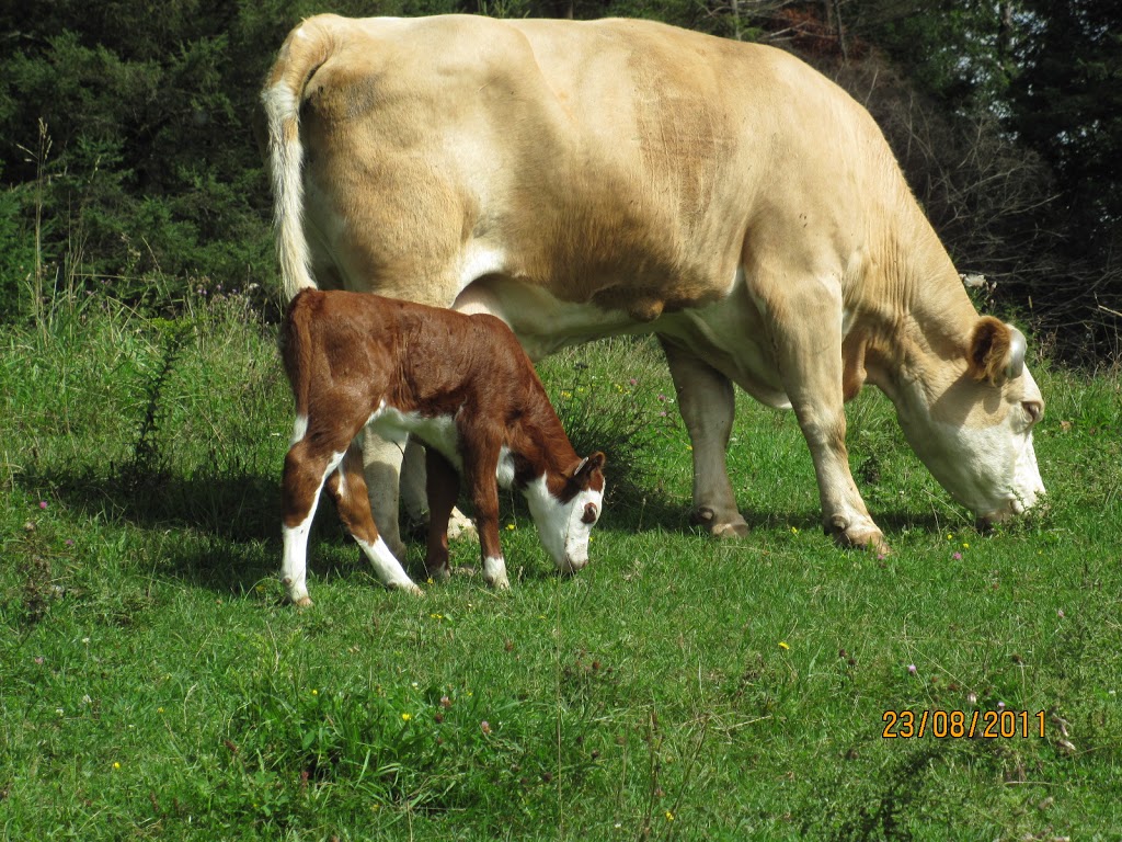 Ferme Picardier | 27 QC-323, Brébeuf, QC J0T 1B0, Canada | Phone: (819) 425-8922