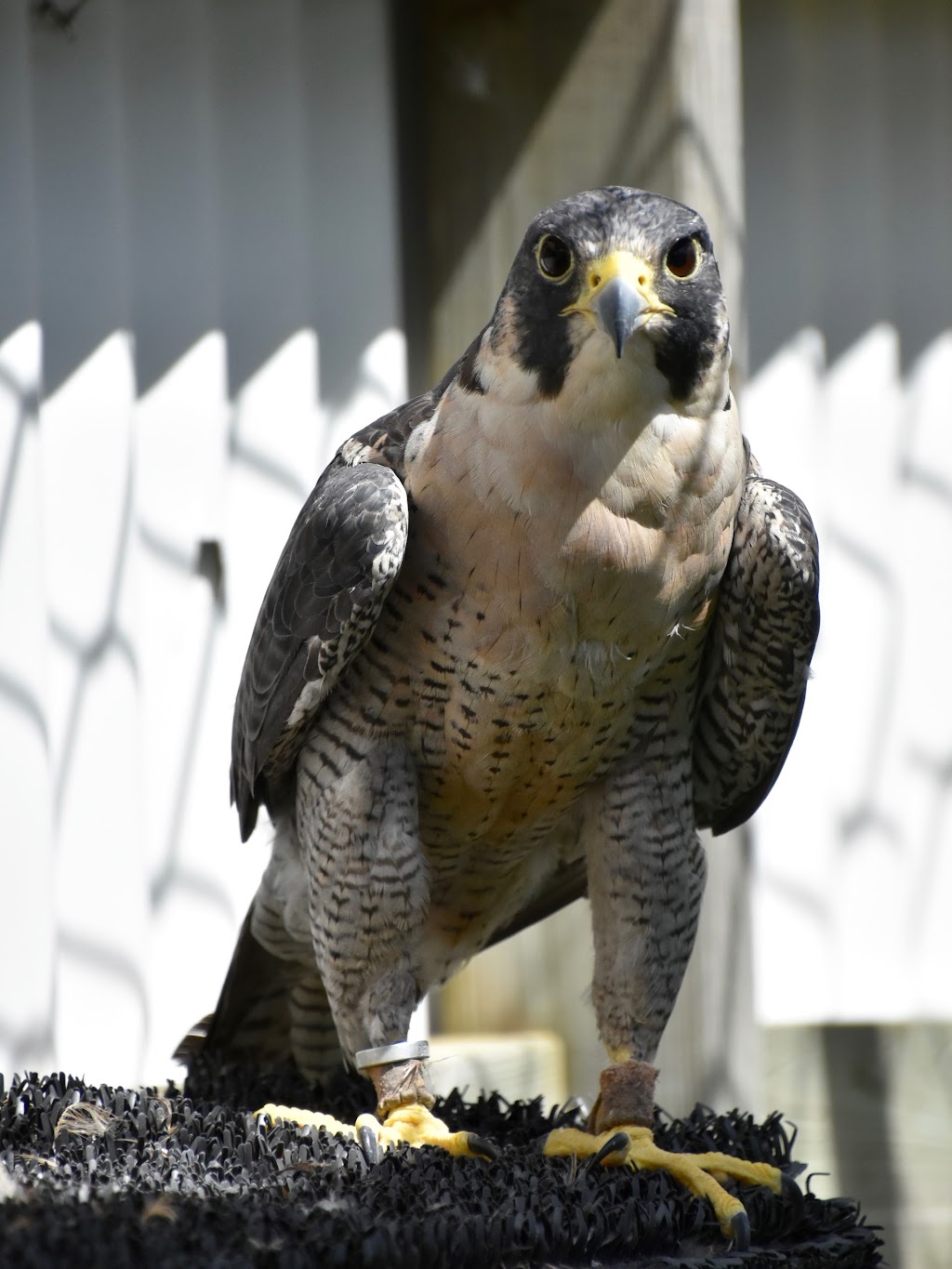 Hawkeye Bird and Animal Control & Falconry Experience Acton | 5048 erin, 1 Line, Acton, ON L7J 2L9, Canada | Phone: (416) 429-5393