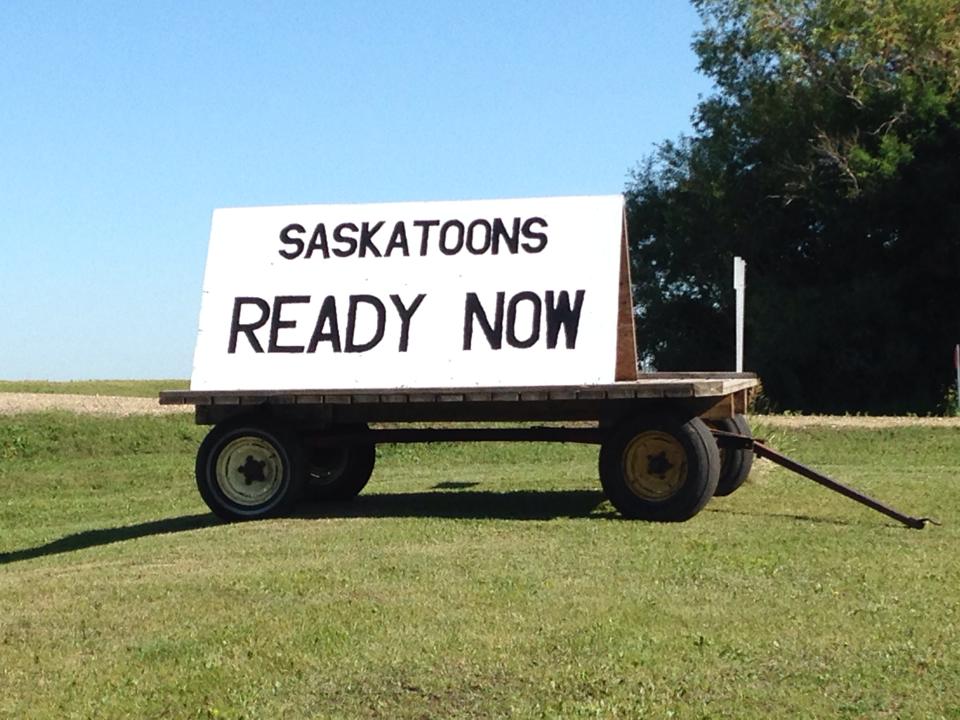 Kasa Farms Saskatoons | RR 1 43449, AB-56, Edberg, AB T0B 1J0, Canada | Phone: (780) 781-8677