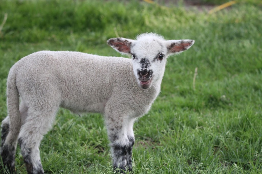 Borrow Family Farm | 2769 Upper Big Chute Rd, Coldwater, ON L0K 1E0, Canada | Phone: (705) 686-7456