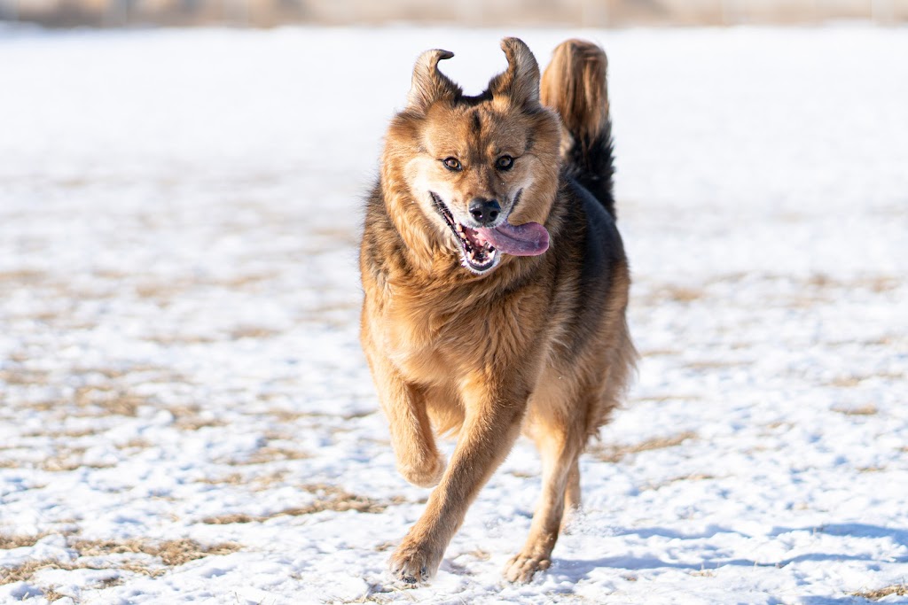 The Place 4 Paws | 10135, Township Rd 264, AB T4B 2Z8, Canada | Phone: (403) 226-9977