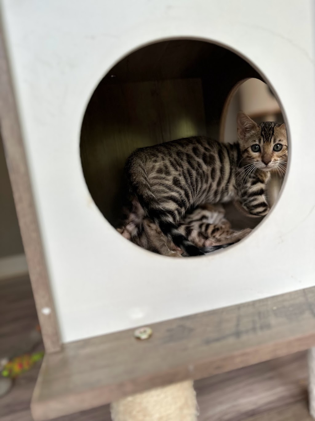 Belle Bengals | 15 Pringle Dr, Belleville, ON K8P 2L2, Canada | Phone: (613) 243-2408