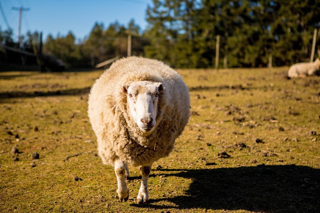 sunset farm | 1325 Sunset Dr, Salt Spring Island, BC V8K 1E2, Canada | Phone: (250) 537-2082