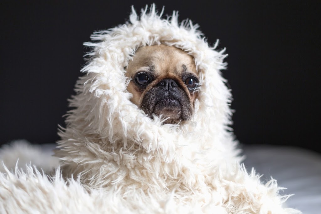 DELTA PET CARE | 5309 9 Ave, Delta, BC V4M 1V8, Canada | Phone: (604) 670-4171