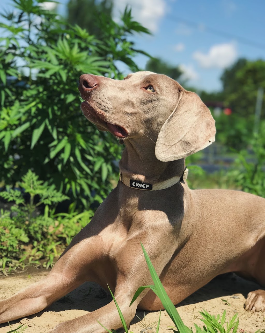 Crocx - Produits naturels de chanvre pour animaux | 455 4e rang de Simpson, Saint-Cyrille-de-Wendover, QC J1Z 1T8, Canada | Phone: (819) 850-2643
