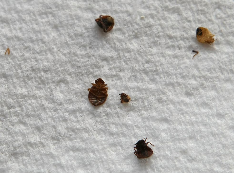 Active Pest Control Surrey/Langley | 8969 146 St, Surrey, BC V3R 3S7, Canada | Phone: (778) 695-7777