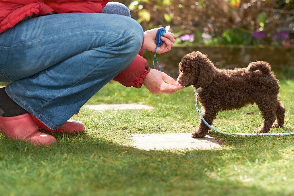 Montreal Dog Training | 1912 Rue de Ville-Marie, Montréal, QC H1V 3K3, Canada | Phone: (514) 941-2178