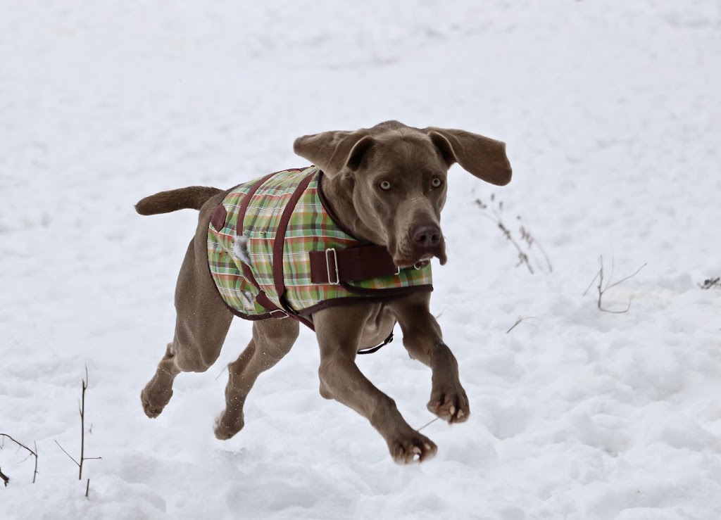 Happy Tails Pet Resort & Camp | 1393 Brunel Rd, Huntsville, ON P1H 2J3, Canada | Phone: (705) 789-9181