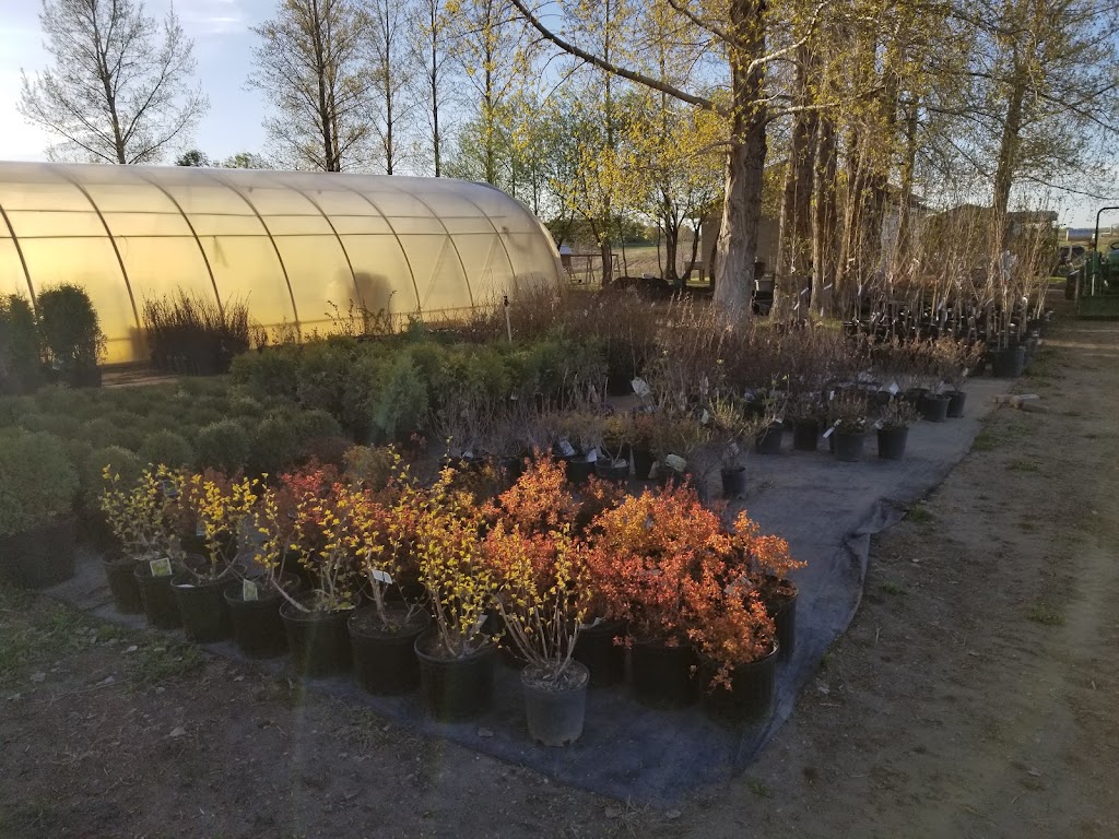 Koinonia Nursery | Box 51, Sidney, MB R0H 1L0, Canada | Phone: (204) 872-2255