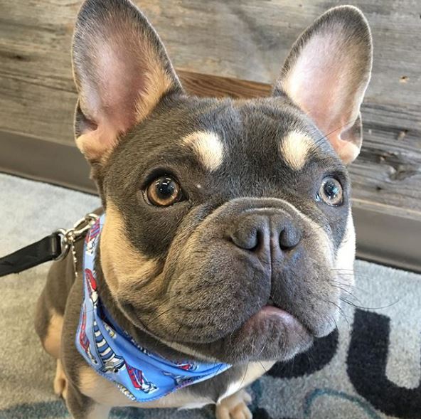 Hound & Purr Pet Grooming Spa | 1181 The Queensway #3, Etobicoke, ON M8Z 0C5, Canada | Phone: (416) 253-9494
