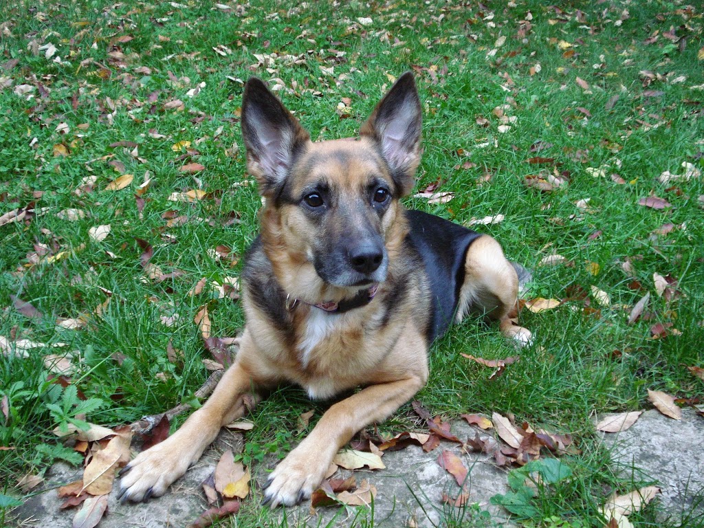 Campus Estates Animal Hospital | 1460 Gordon St, Guelph, ON N1L 1C8, Canada | Phone: (519) 837-1212