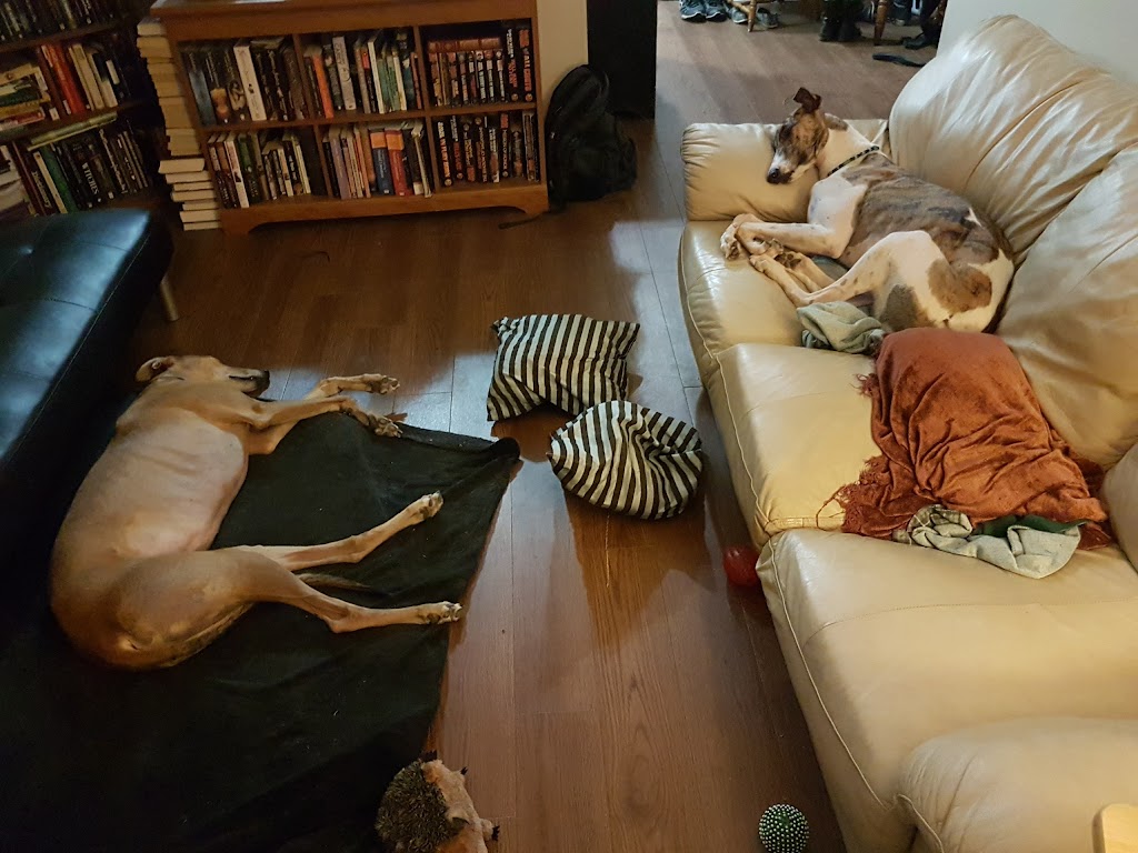 Maritime Greyhound Adoption Program | 924 Shediac Rd, Moncton, NB E1A 5X7, Canada | Phone: (506) 384-0000