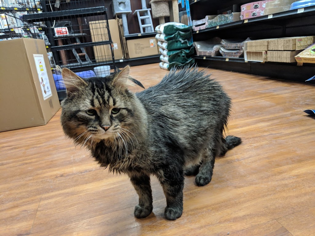Pet Valu | 130 Cedar St, Cambridge, ON N1S 1W4, Canada | Phone: (519) 622-4927