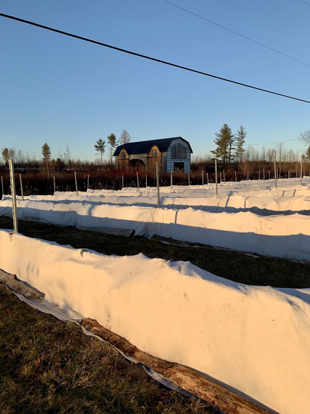 Le Vignoble ComAutrefois | 737 Rang St François, Notre-Dame-de-Lourdes, QC G0S 1T0, Canada | Phone: (819) 460-2696